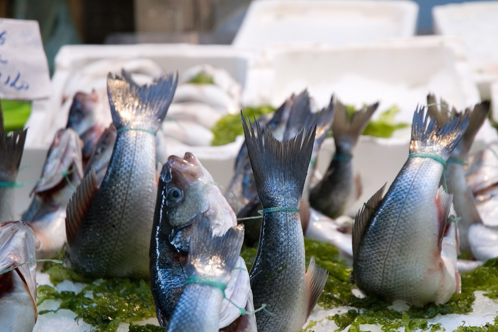 Fresh sea bream laid out on ice and seaweed at the Pignasecca market